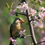 Crabapple Sublime