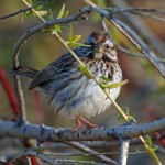 Eye on the Sparrow