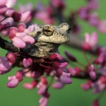 Frog Blossoms